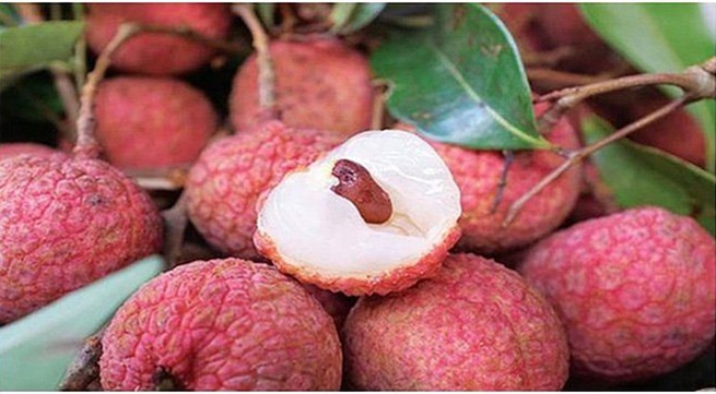 Thiều lychee week to take place in Hà Nội