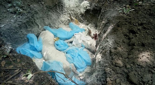 Bình Phước buries dead sick pigs
