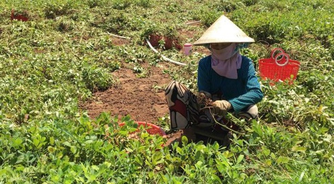 Trà Vinh produces more peanut seeds in rainy season to meet demand