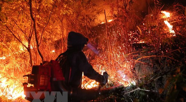 Forest fire in Hà Tĩnh Province under control