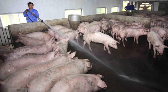 Bio-security most effective measure against African swine fever