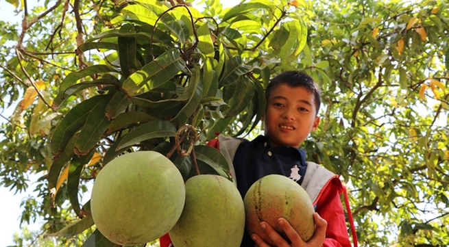 Vietnamese mangoes exported to Chile
