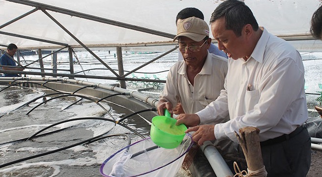 Shrimp breeders expand production, seek to join global supply chains