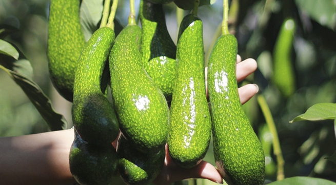 Việt Nam trying to get US export licence for avocados
