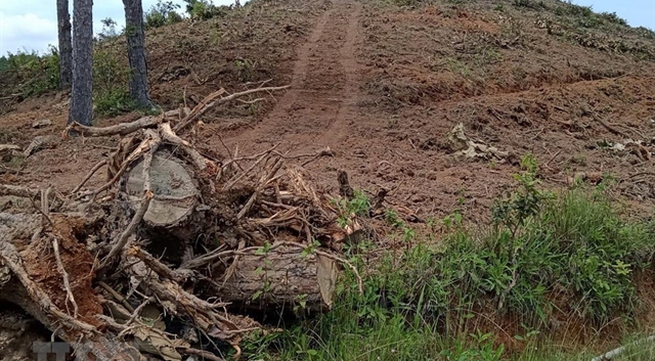 Lâm Đồng investigates forest destruction