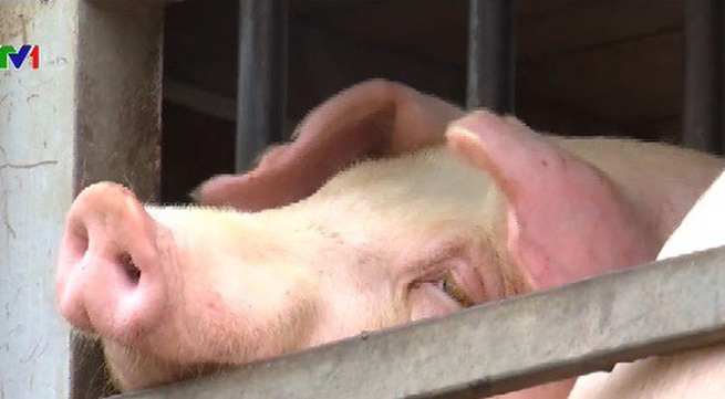 African swine fever control in Thanh Hoa province