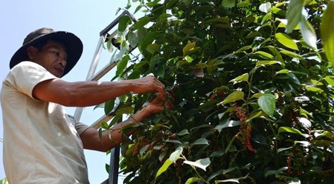 Vietnam’s pepper exports forecast to recover