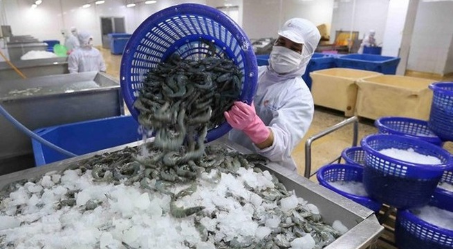 Vietnam’s shrimp exports to EU increase sharply