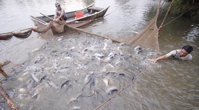 Boosting consumption of tra fish in domestic market