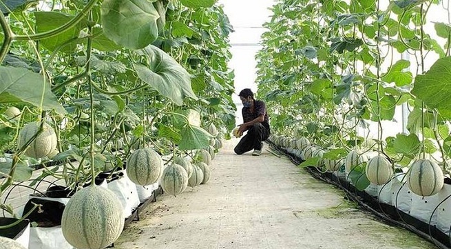 Da Nang and Dutch businesses boost hi-tech agriculture cooperation