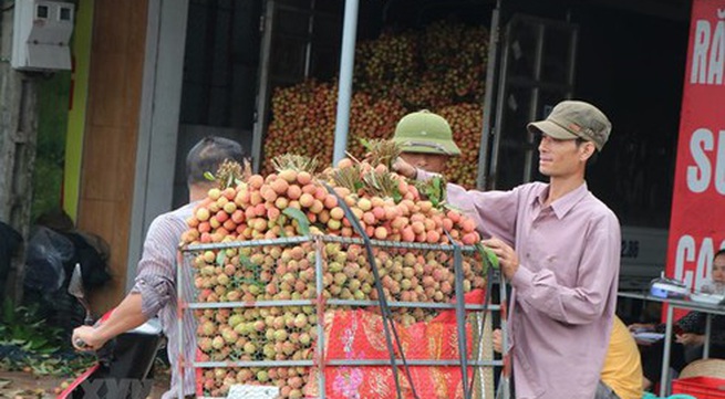 Hai Duong prepares to export fresh lychees to Japan
