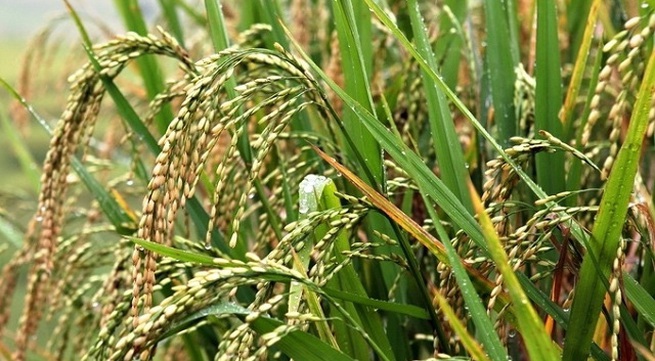 ROK to import over 55,000 tonnes of Vietnamese rice