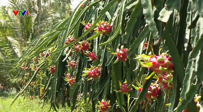 More than 1,000 dragon fruits exported by sea