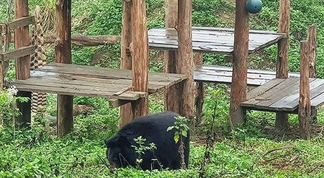 Ninh Binh: bear sanctuary attracts foreign tourists