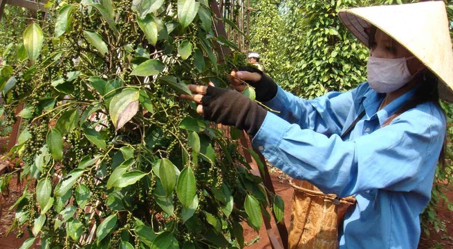 Removing difficulties for pepper production