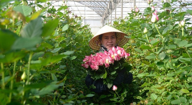 Lam Dong province sees sharp increase in flower export