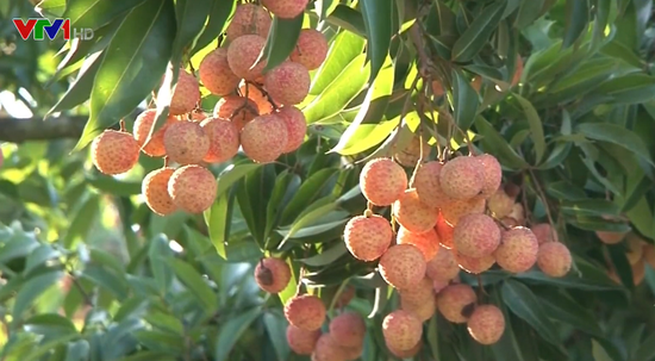 Vietnam to export lychee to Japan