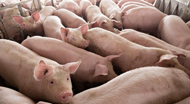Vietnam in process to import live pigs from Thailand