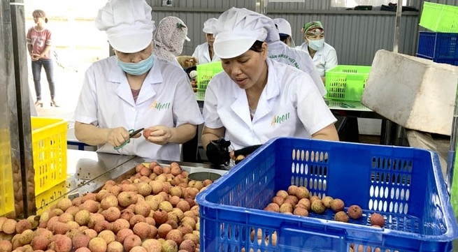 Hai Duong exports first batch of “thieu” lychee to Japan