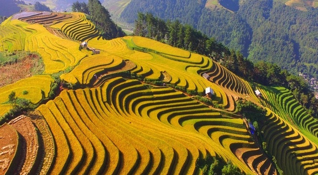 Festival exploring Mu Cang Chai terraced fields slated for August 29-October 18