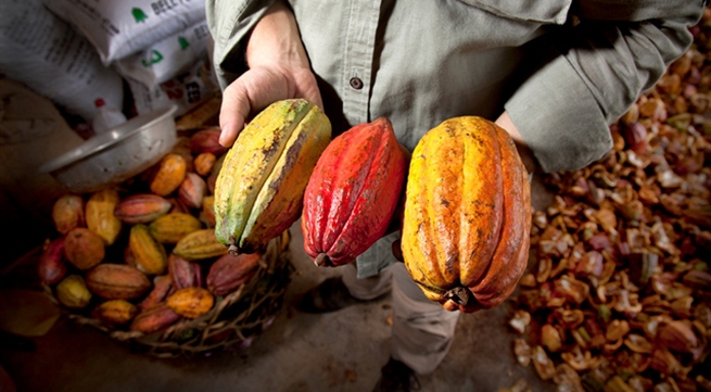 First batch of Vietnamese organic cocoa exported to Japan