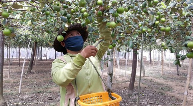 Ninh Thuận expanding jujube cultivation, setting up value chain for fruit