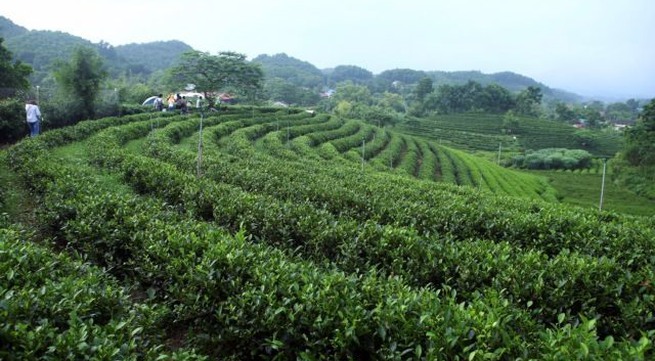 Developing raw material areas essential for Việt Nam’s agricultural growth