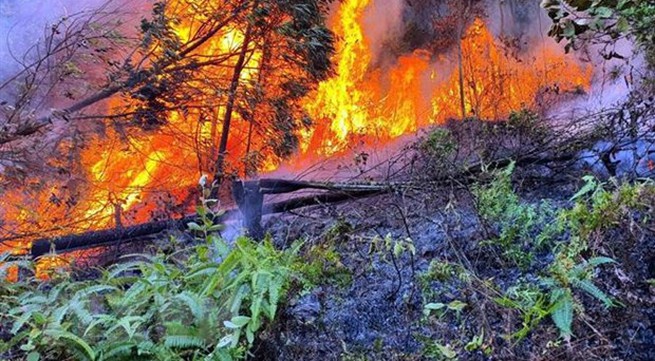 Forest fire in Vĩnh Phúc extinguished