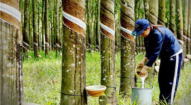 Rubber firms plan 30-50 per cent dividend in cash