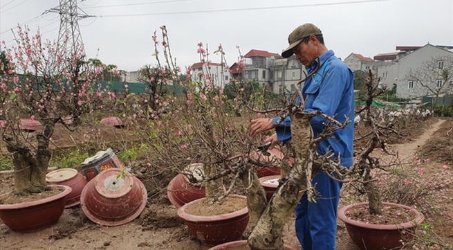 Peach blossom farmers back to work after Tết