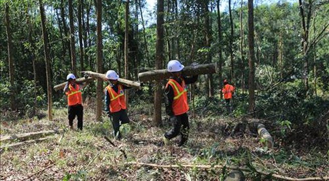 Việt Nam needs more trees: experts