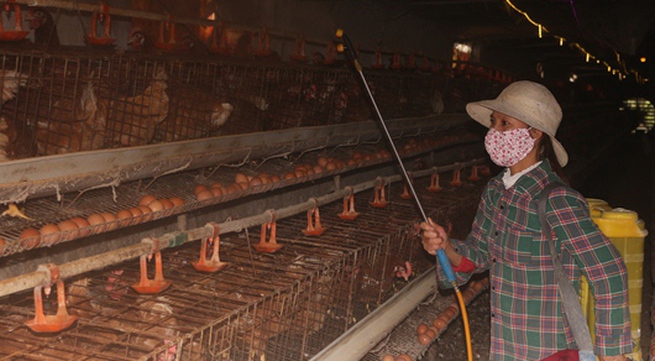 Hà Nam culls hundreds of poultry to stem bird flu outbreak