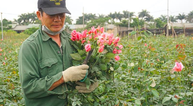 Covid-19 brings losses to flower growers