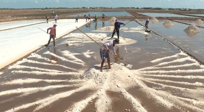 Bumper salt production, high prices in Mekong Delta