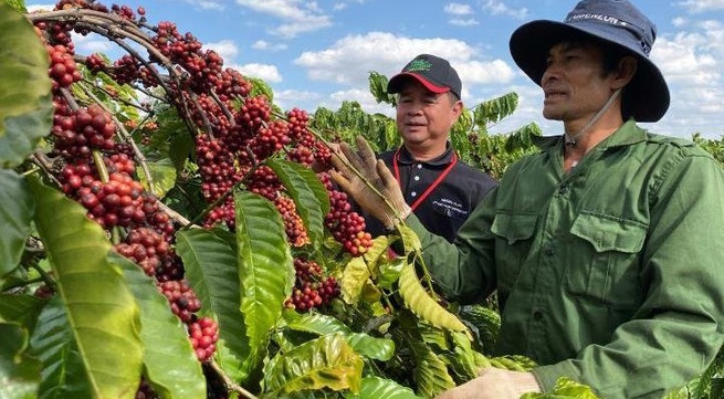 Vietnam develops high-quality coffee