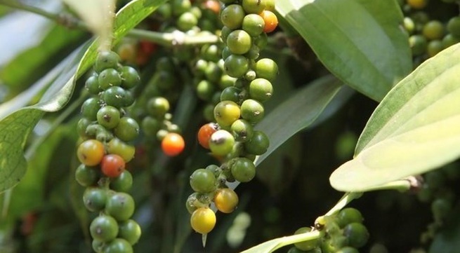 Vietnam sees surges in pepper exports to France in 7 months