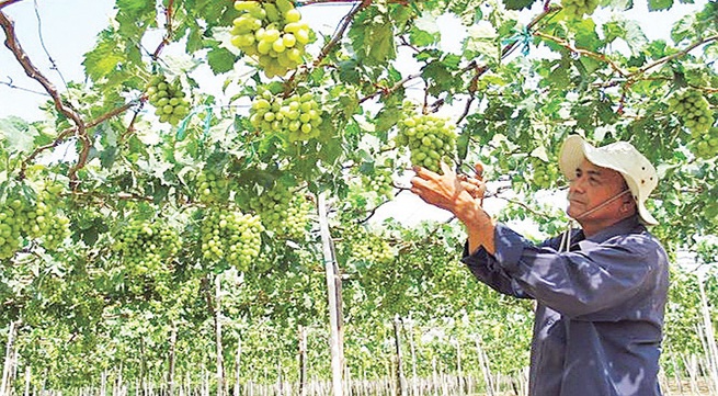 Ninh Thuan sees closed-loop dual value chain in agriculture