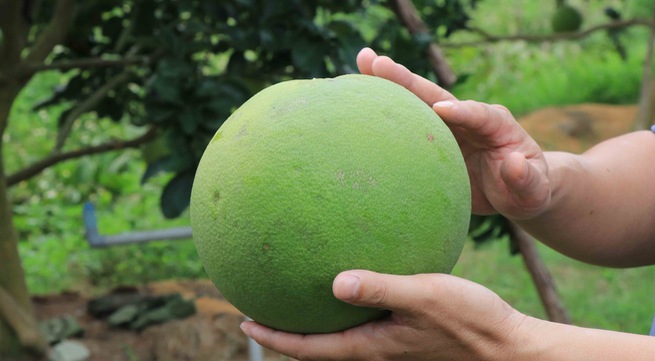 US allows import of Vietnam's pomelos