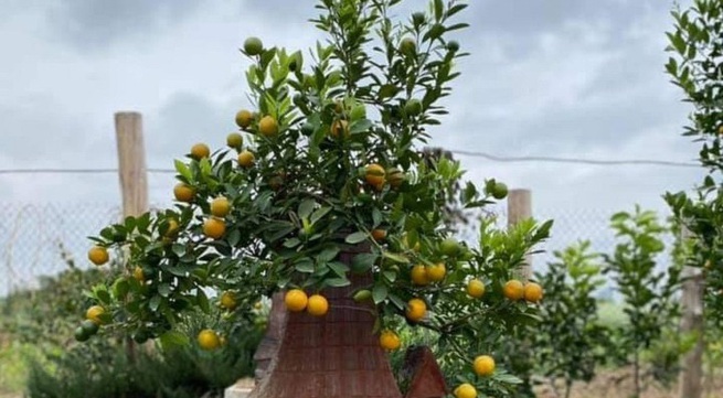 Bonsai kumquat in typical houses is favored