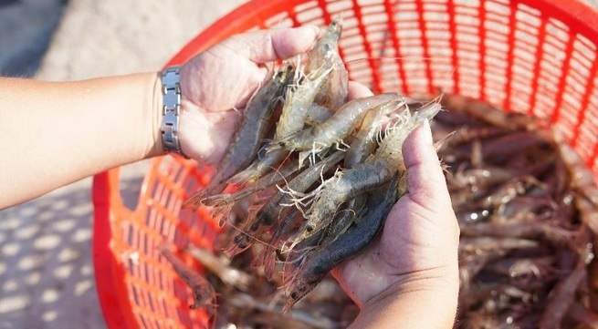 Supporting Vietnamese shrimp farmers to adopt intensive shrimp farming with Gro-farm technology
