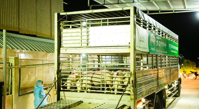 GREENFEED exports the high-quality breeding stocks