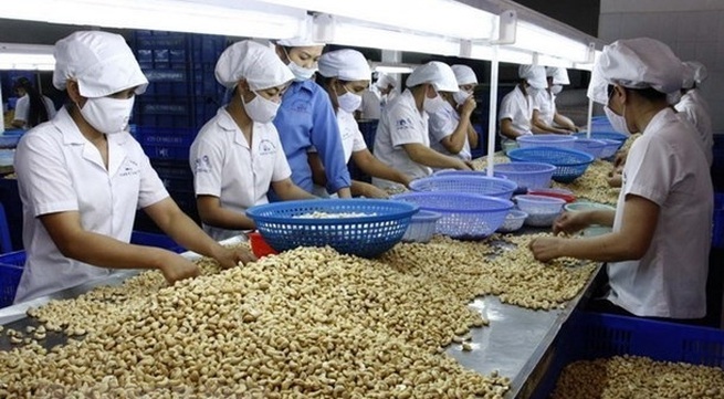 Vietnamese cashew nuts to be introduced in Australia