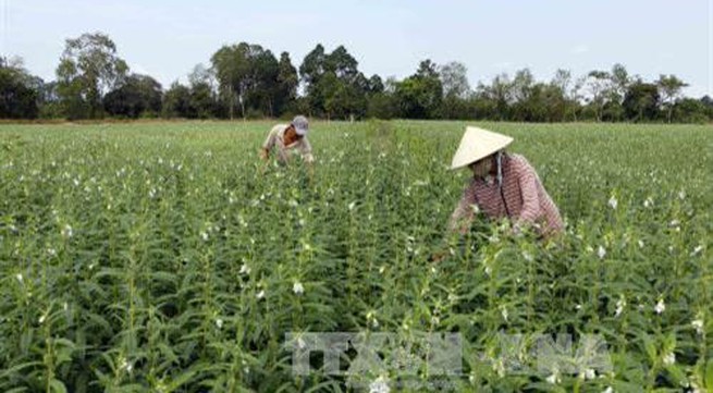 Cần Thơ rice farmers switch to high-value sesame
