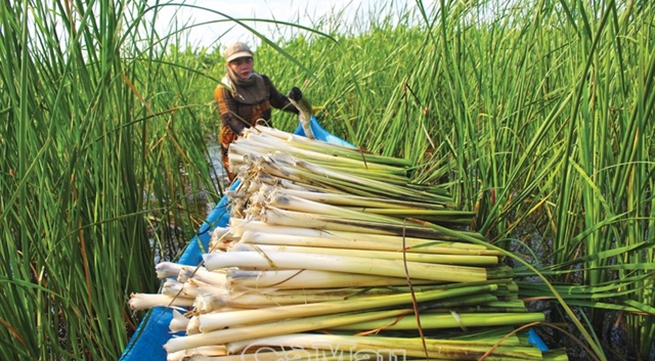 Bulrush cultivation offers stable income for farmers