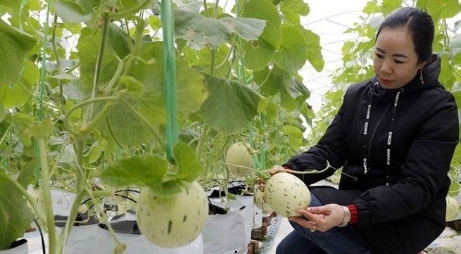 Hi-tech agricultural zone to be set up in Quang Ninh