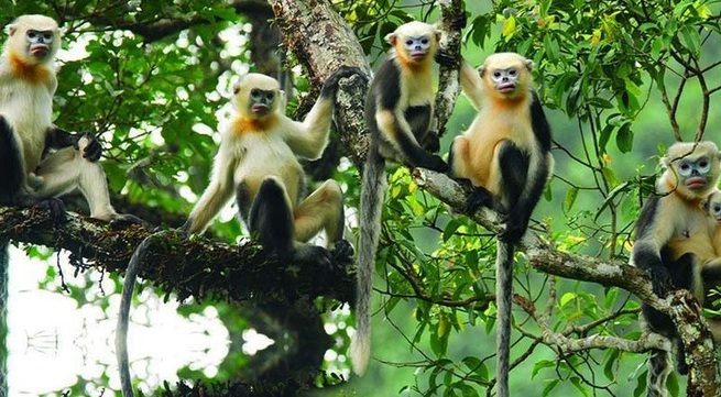 WWF's report: Five primate species in Vietnam in urgent need of conservation
