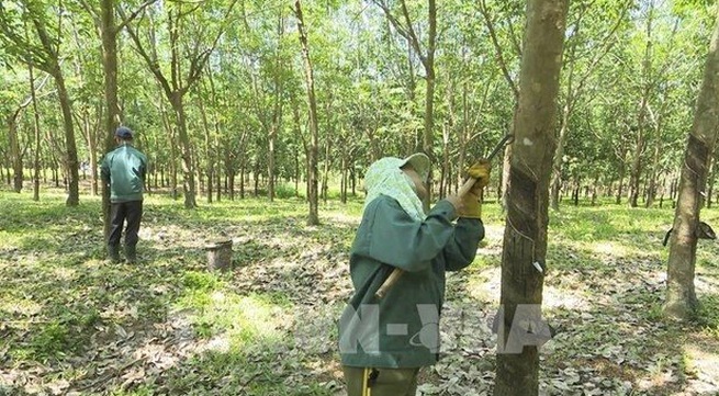 100,000 ha of rubber plantations expected to get sustainable forest management certificate