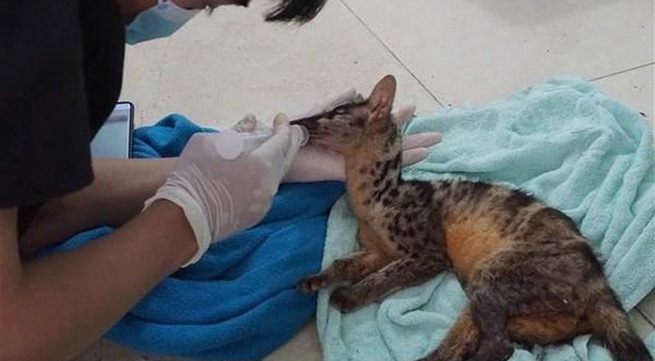 Two rare Owston's palm civets rescued in Ninh Binh