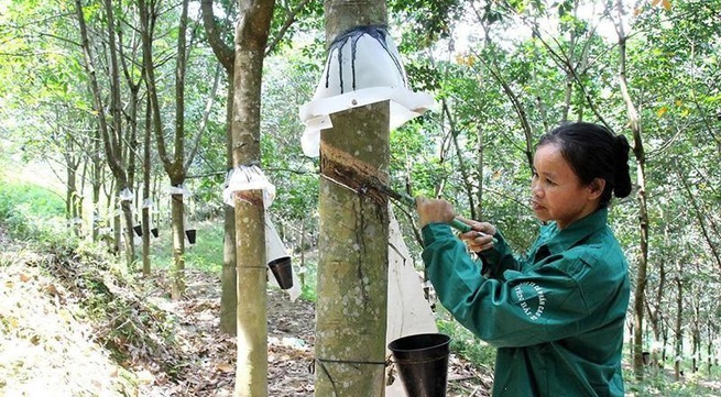 Rubber sector needs to enhance its competitiveness