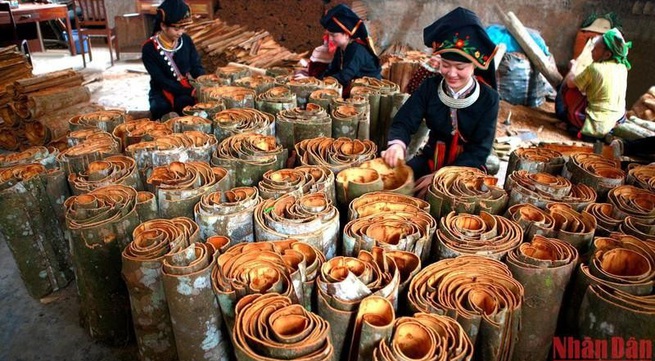 Van Yen cinnamon festival 2022 opens